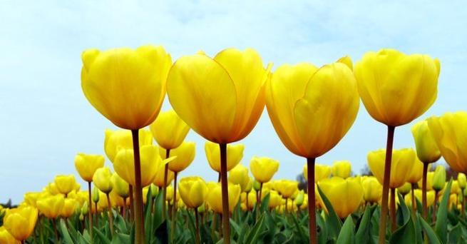 金香的花语有何特别之处？
