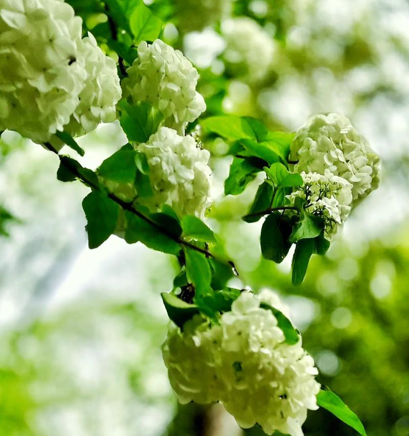 新花语的花朵是什么？开放时代表什么？
