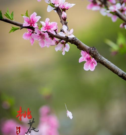 桃花的花语如何表达爱情？