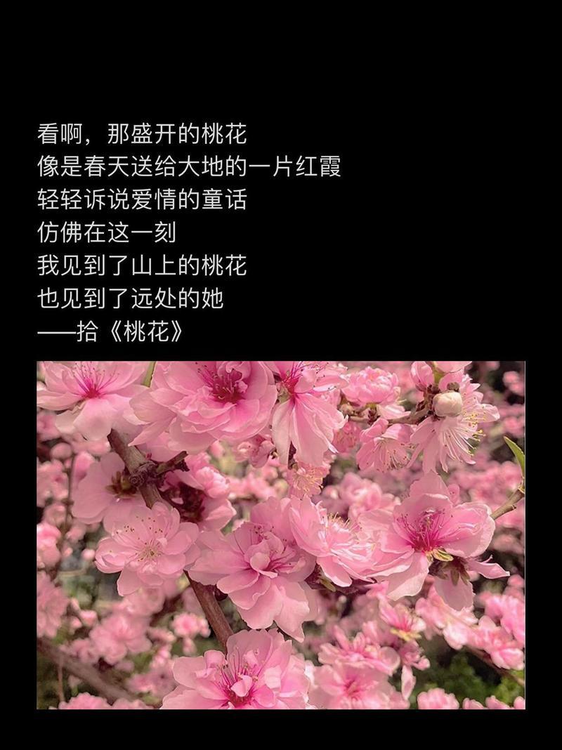 桃花的花语如何表达爱情？