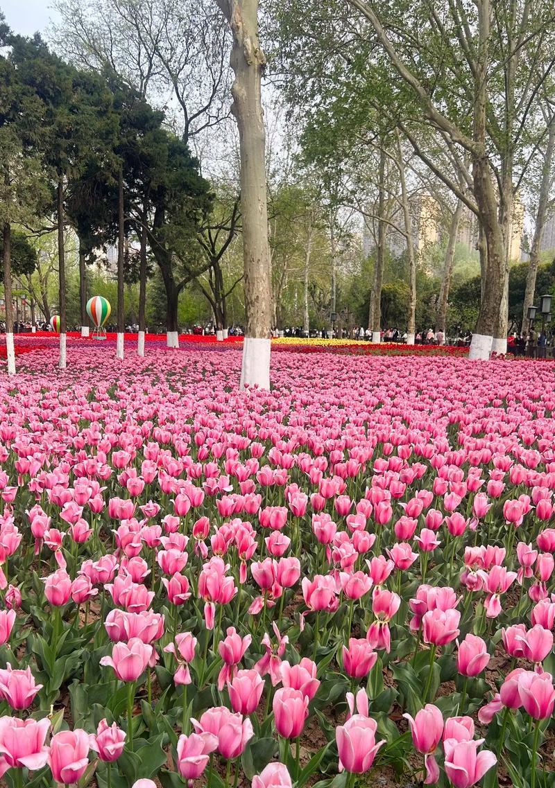 粉红色玫瑰精油蕴含了怎样的花语？