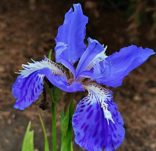 鸢尾花的花语是美丽吗为什么？热门上热门花语是什么呢？