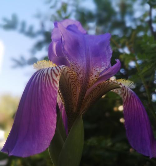 鸢尾花的花语是美丽吗为什么？热门上热门花语是什么呢？