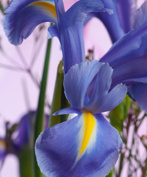 鸢尾花的花语是美丽吗为什么？热门上热门花语是什么呢？