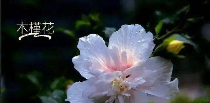 哪种花的花语与思念紧密相连？它的含义是什么？