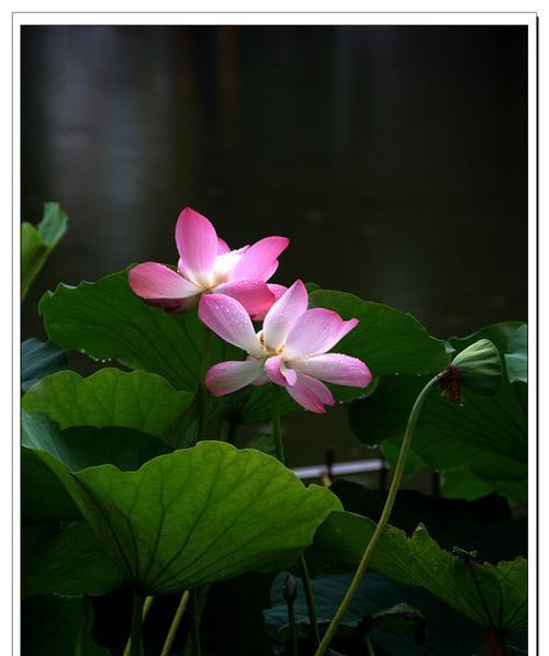 什么花代表情侣期待重逢？