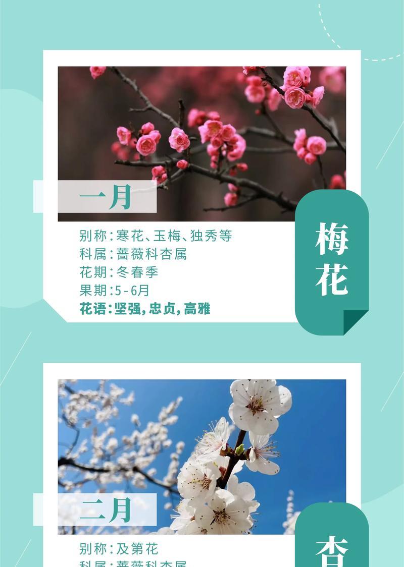 送给老乡的花语是什么意思？用什么花表达对老乡的思念？