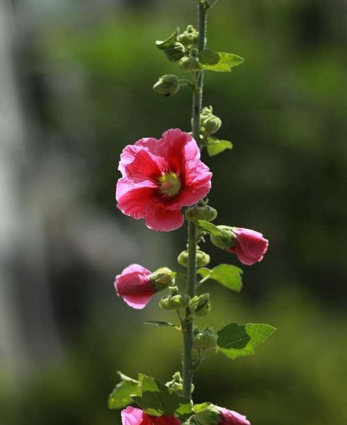 端午节插花的花语是什么？它象征着什么？