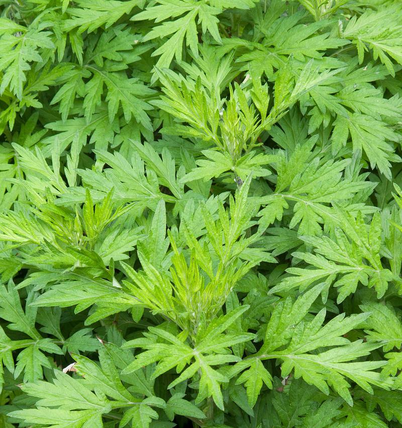 端午节插花的花语是什么？它象征着什么？