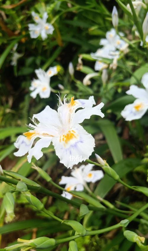 春天的花语代表什么？爱情中的花语有何含义？