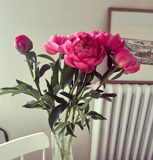 落日珊瑚般的花，其花语有何寓意？