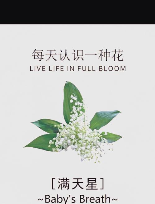 满天星的花语有哪些含义？