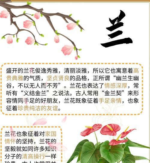 菊花在不同文化中代表什么？