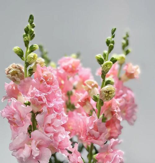 哪种花的花语是傲慢和傻笑？它们的象征意义是什么？