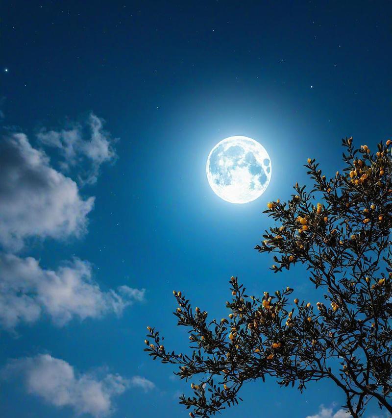 代表月光的花语是什么花？它在自然界中有什么特点？