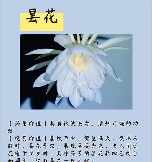 名字相关的花语是什么？它们代表了什么？