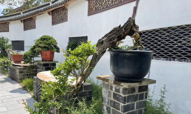 因缘和合的花语是什么？它在人际关系中意味着什么？