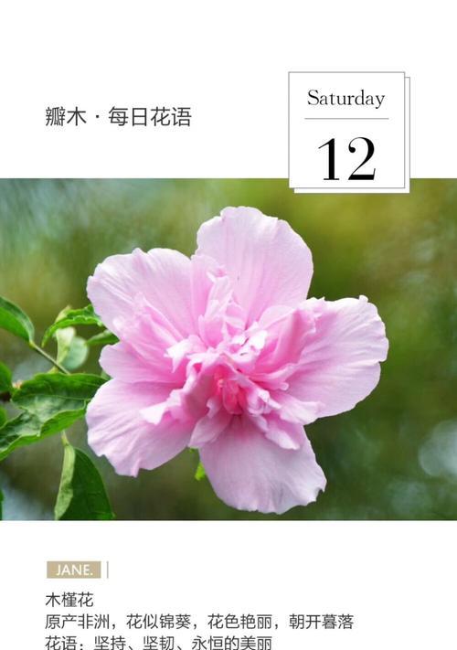 竹叶菜的花语和寓意有何深意？