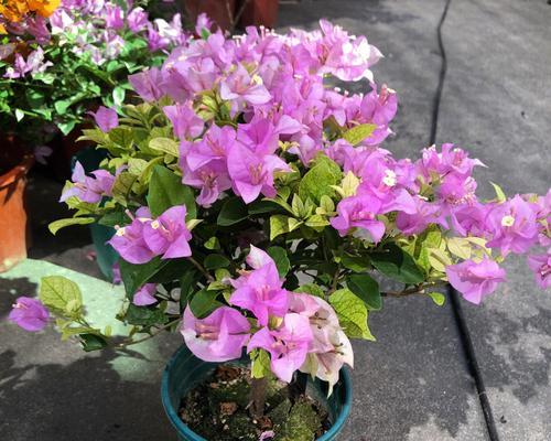 比芭花的花语和寓意是什么？