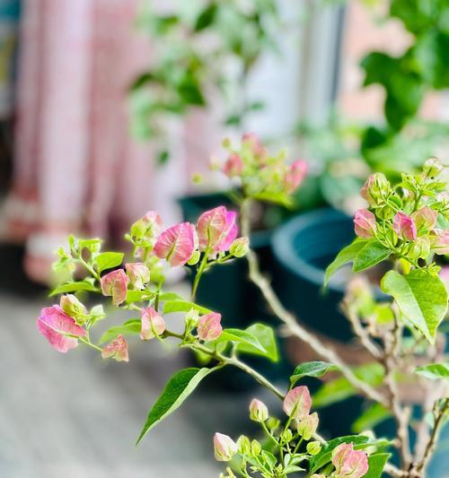 比芭花的花语和寓意是什么？