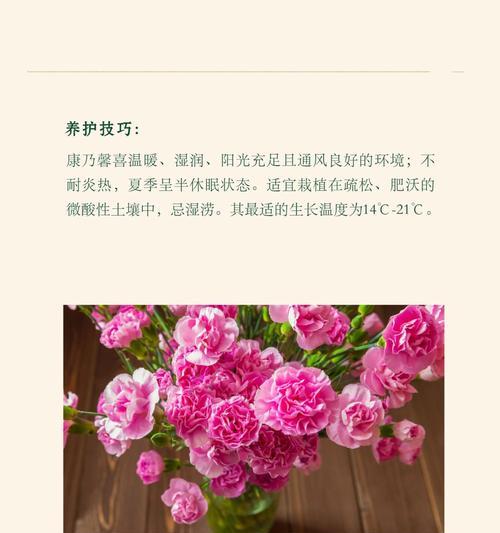 四朵玫瑰加一朵康乃馨代表什么？花语有何特别意义？