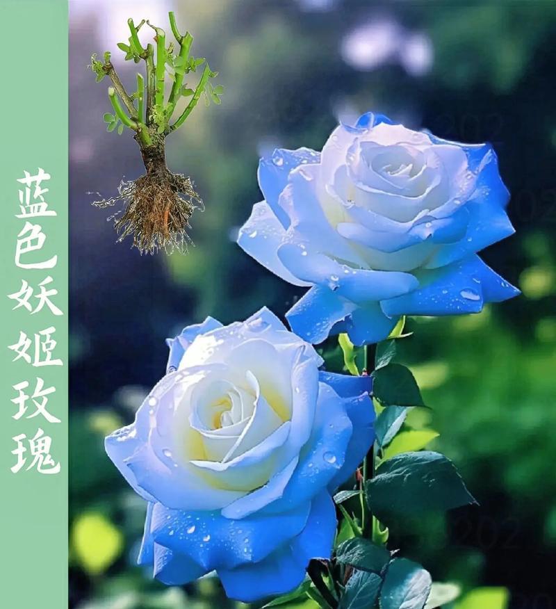 蓝色妖姬香水代表了什么？