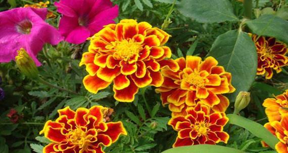 “不到终点不罢休”花语是什么意思？代表什么？