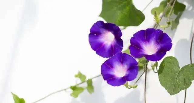 “不到终点不罢休”花语是什么意思？代表什么？