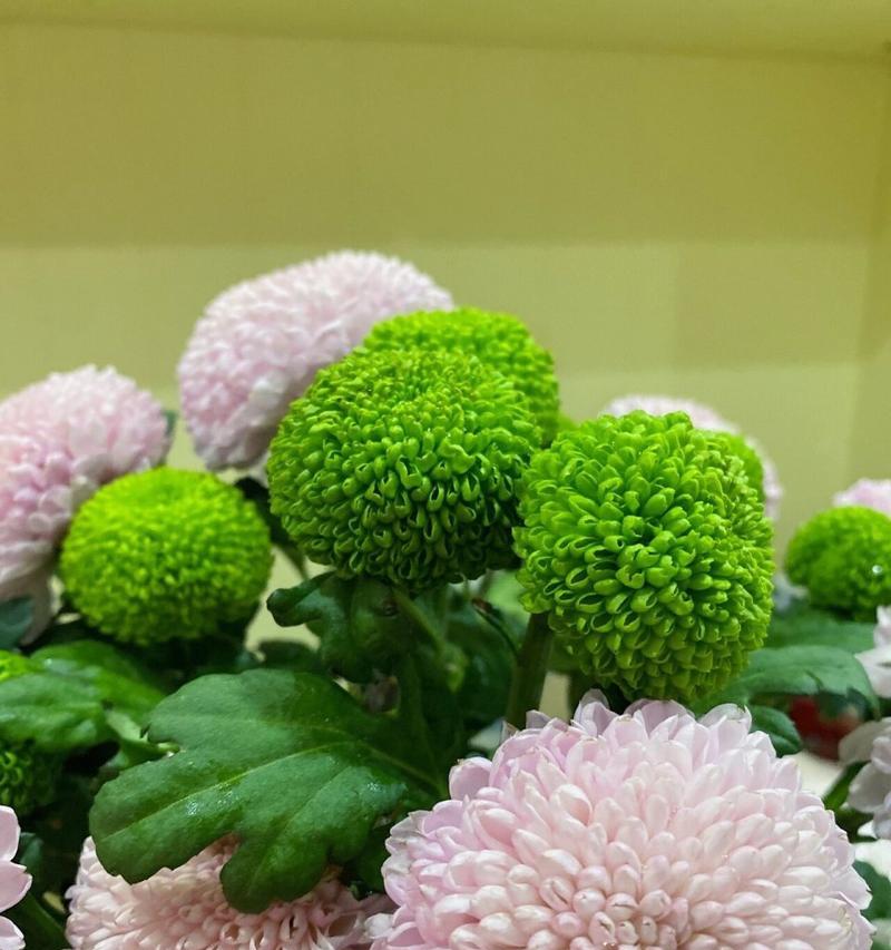 乒乓球菊象征着什么？