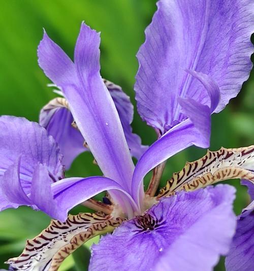 送异性朋友的花有何花语？它在友情中代表什么？