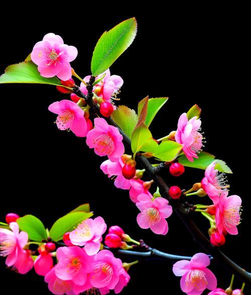 梅花的花语通常象征着什么？