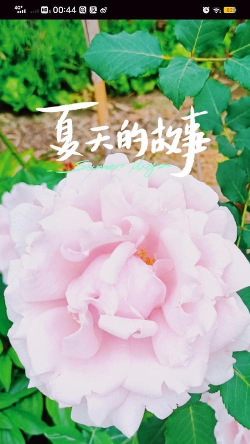 梦始之地的花语是什么？哪种花象征着梦的开始？