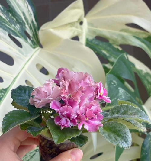 梦始之地的花语是什么？哪种花象征着梦的开始？