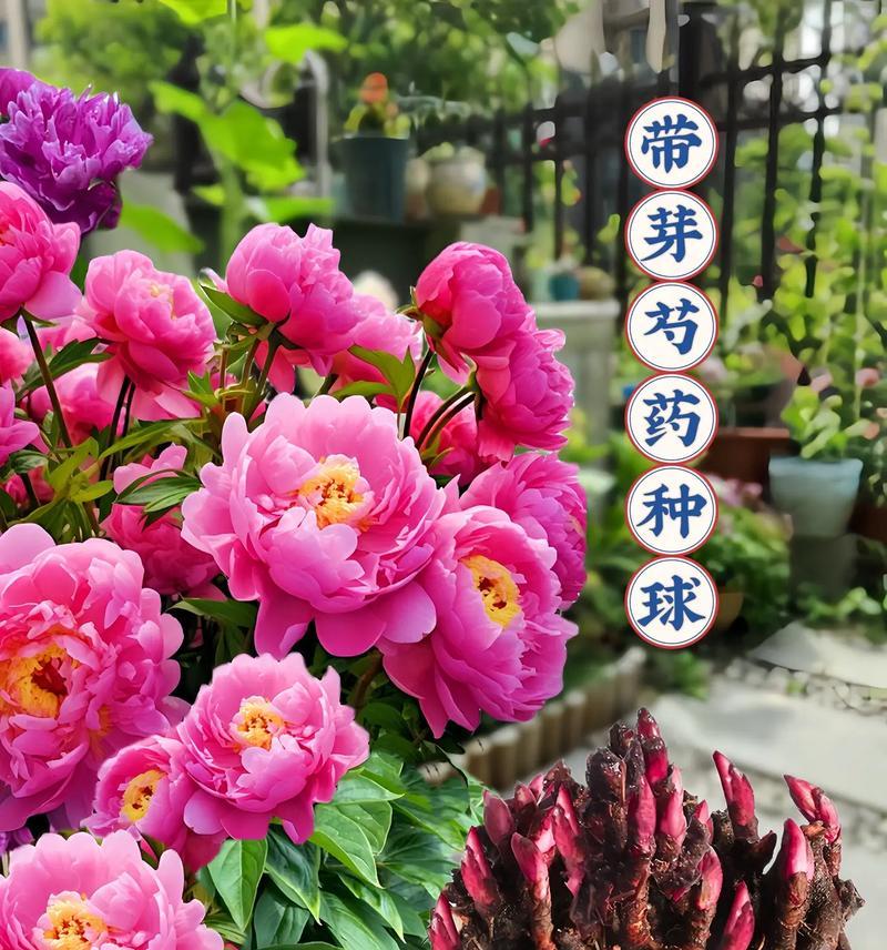 芍药花颜色多样其花语有何不同？
