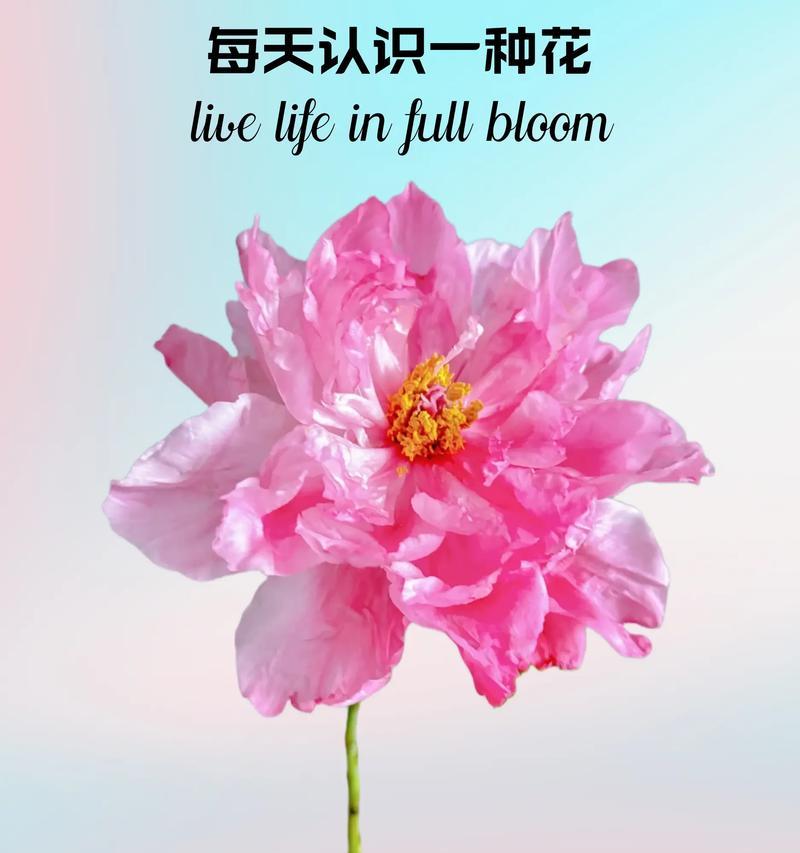 芍药花颜色多样其花语有何不同？