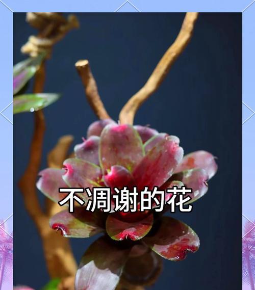 凤梨糖果的花语和寓意有何含义？