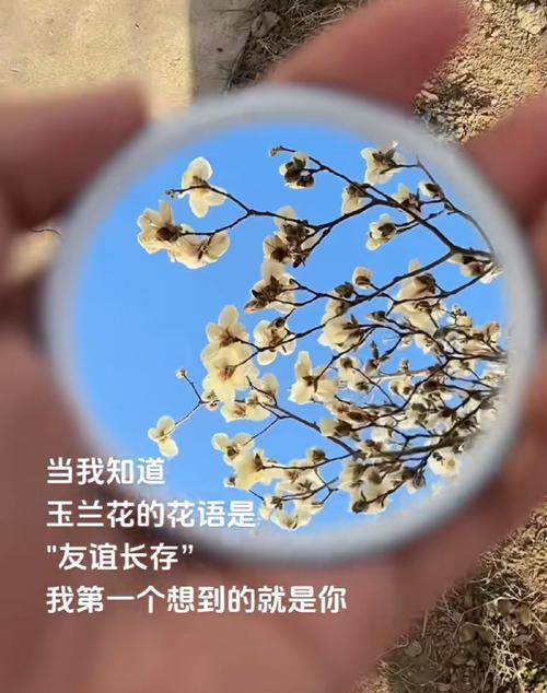 玉兰花的花语含义是什么？玉兰花代表什么花语？