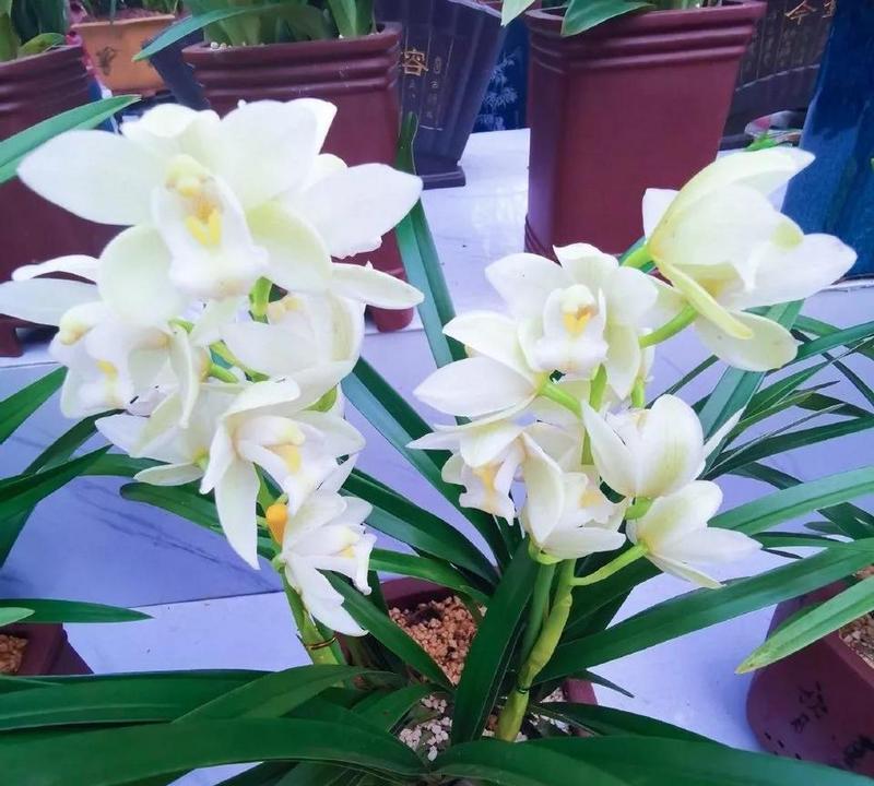 蕙兰福星的花语是什么？蕙兰福星在花语中有什么特别含义？