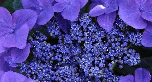 星卡师魔法笔记中的花语有何含义？
