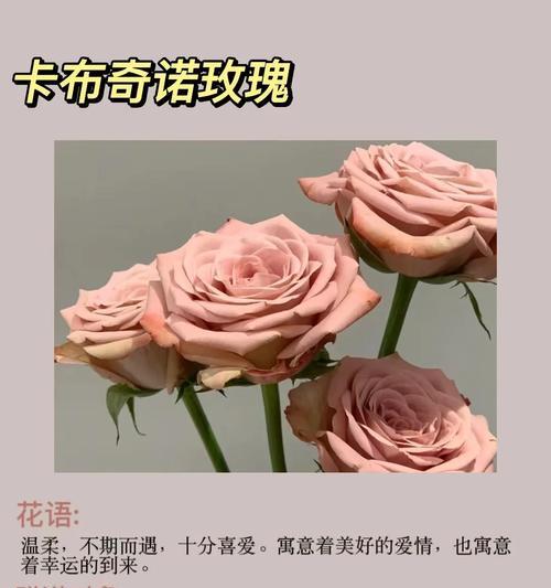 花语中有哪些是搞笑的？搞笑花语适合在什么场合使用？