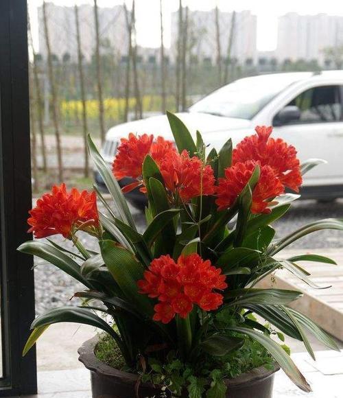 富贵花的寓意是什么？富贵花花语有何特别之处？