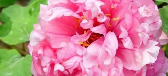 富贵花的寓意是什么？富贵花花语有何特别之处？
