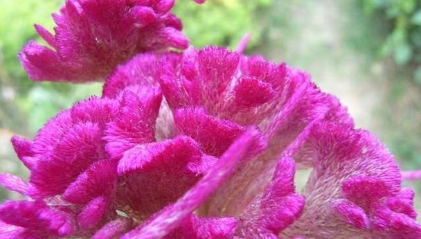 道具醉人的花语是什么意思？它象征着什么？