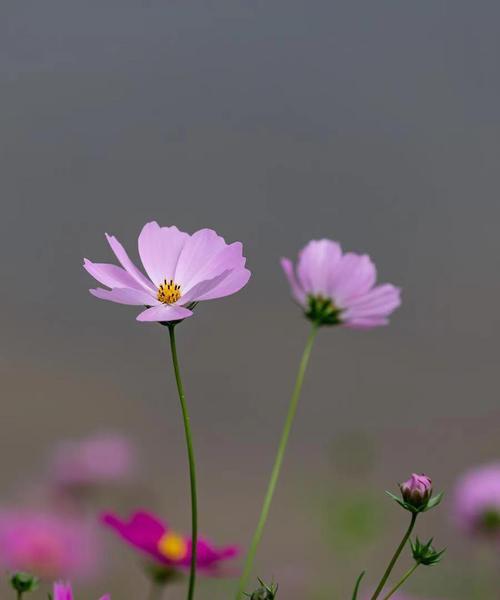 十四只花的花语寓意是什么？有何特别含义？