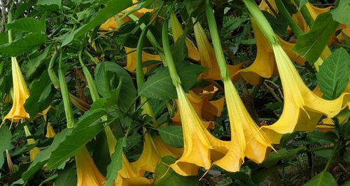 五月七日的花语是哪种花？