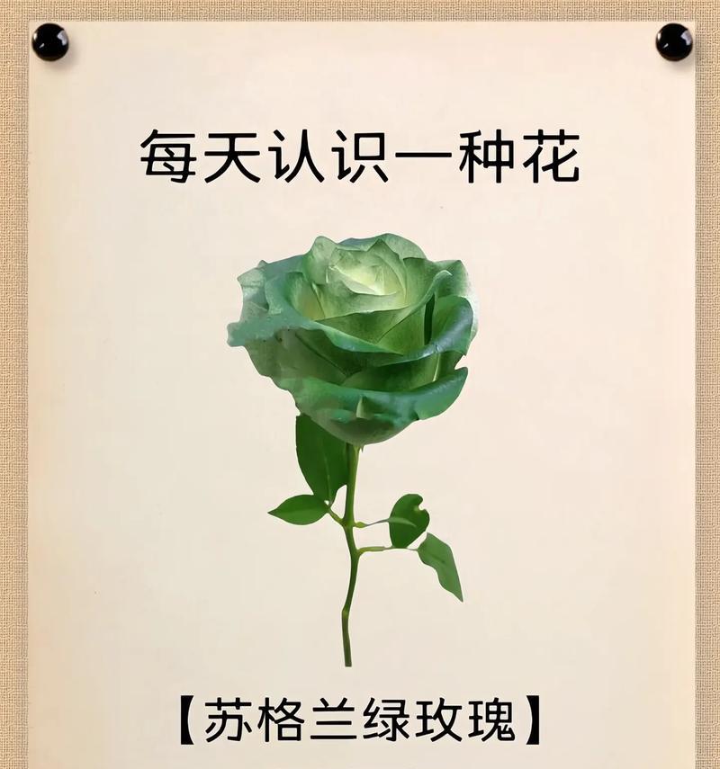 五月七日的花语是哪种花？