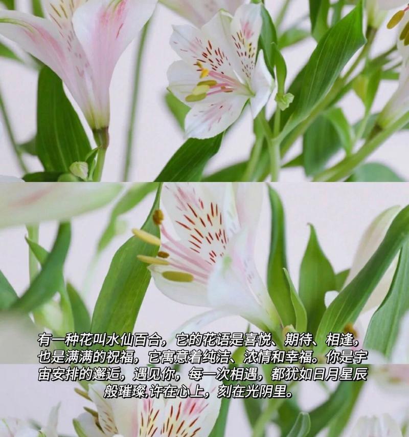 花语羞涩的告白是什么花？哪种花代表含蓄？