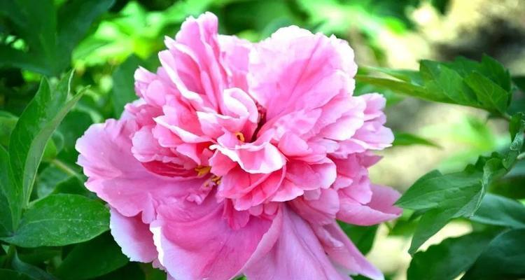 黄豆芽有花语吗？它的象征意义是什么？