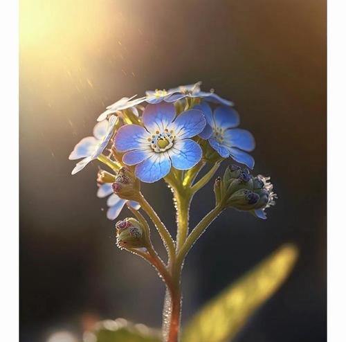 什么花代表错过？花语中错过的意义是什么？