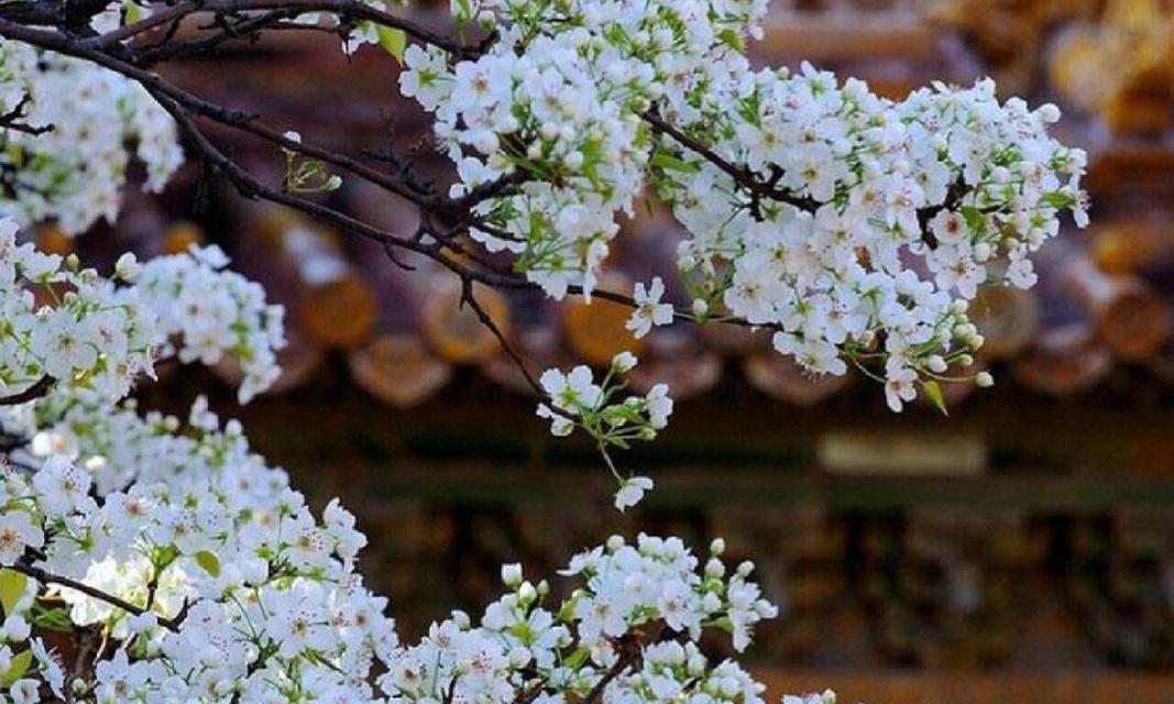 哪种花的花语是陪伴？它象征着什么？